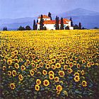 Sunflowers Field by Steve Thoms